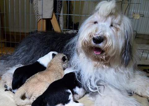 Cadela adota filhote de leão em zoo na Polônia