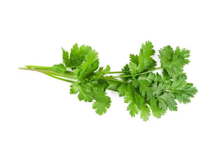 eladio-cilantro.jpg
