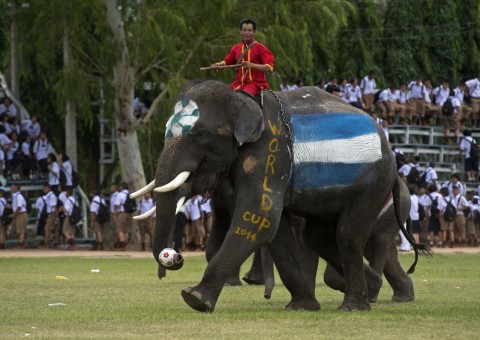 Elefante que é crack de futebol