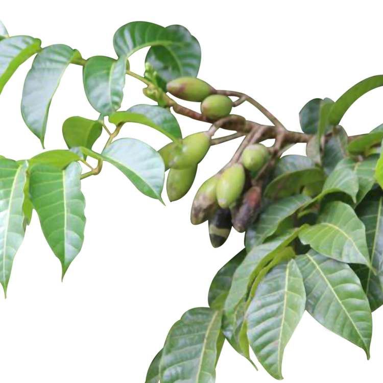 elemi_essential_oil.jpg
