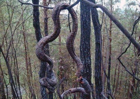 Cobra gigante morre após raio na China e é comida por moradores da região