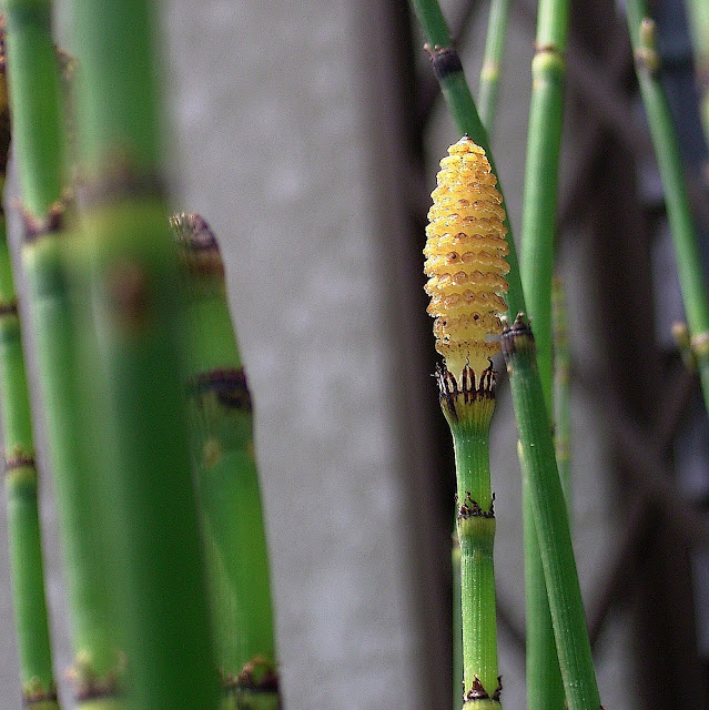 equisetum_hyemale1.jpg