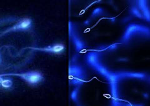 Esperma de morto deve ser preservado até viúva decidir o que fazer com ele