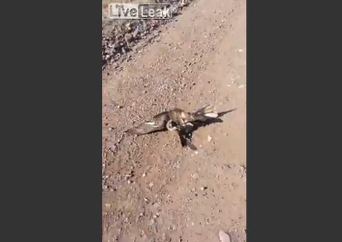 Inacreditável: Falcão é resgatado de serpente por caçador 