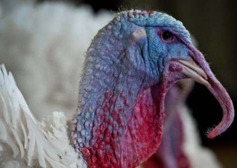 Perus inspiram cientistas a criar detector químico portátil