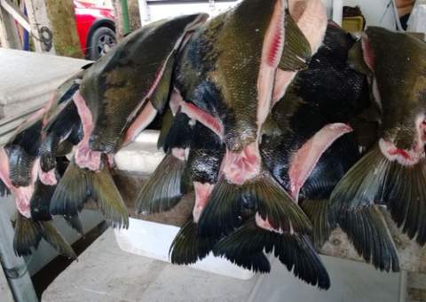 Tambaqui e pirarucu baixam preços no feirão da Sepror