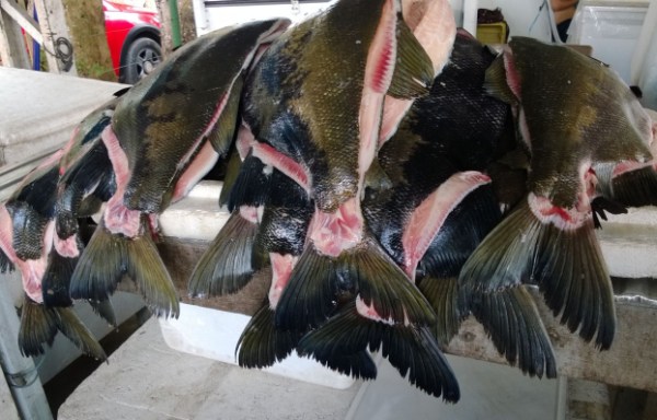 Tambaqui e pirarucu baixam preços no feirão da Sepror