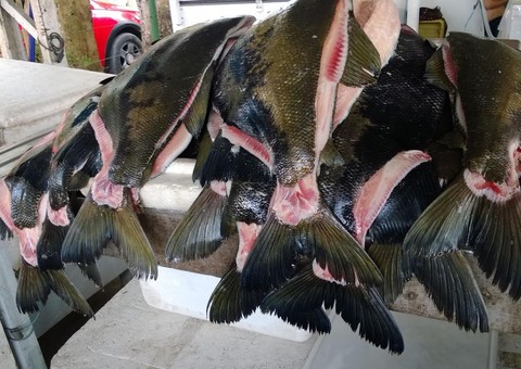 Feirão oferece tambaqui e pirarucu a preço de promoção. Confira