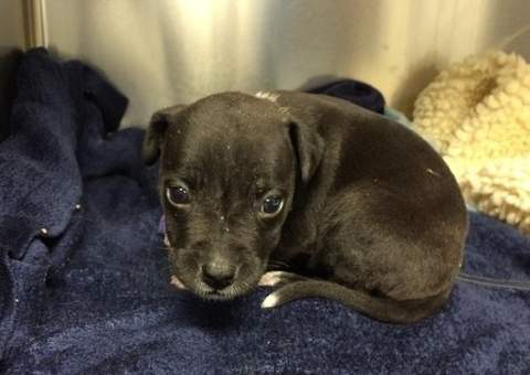 Filhote resgatado no bolso de traficante