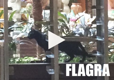 Gato é flagrado passeando na praça de alimentação do Manauara