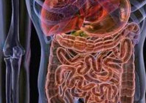 Estudo mostra importância da flora intestinal no sobrepeso