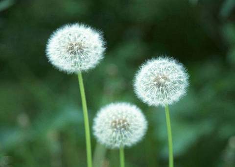 Vídeo incrível mostra a transformação de sementes em plantas e flores