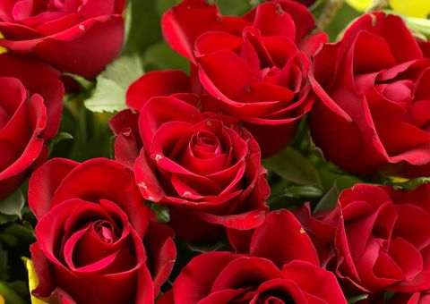 Homem compra todas as rosas de uma vendedora no metrô e faz algo ainda mais especial depois