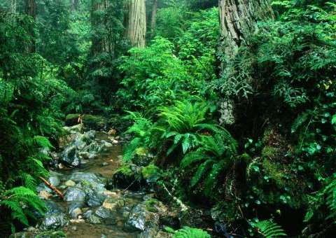 Comissão para analisar projeto que cria estatal para a Amazônia será instalada nesta quarta