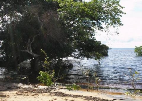 Acordo de cooperação entre Estado e governo federal visa gestão de florestas