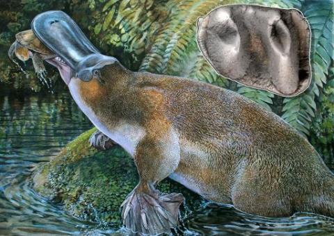 Descoberto na Austrália fóssil de ornitorrinco gigante