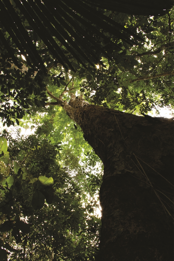 Relatório aponta Amazonas com menor taxa de desmatamento em janeiro