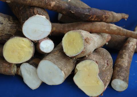   Sistema de Produção de Mandioca é tema de curso da Embrapa