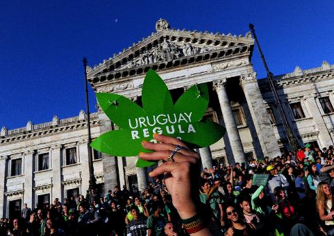 Laboratórios estrangeiros interessados em comprar maconha do Uruguai