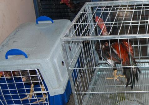 Galos doentes e feridos são apreendidos. Dono de sítio é preso