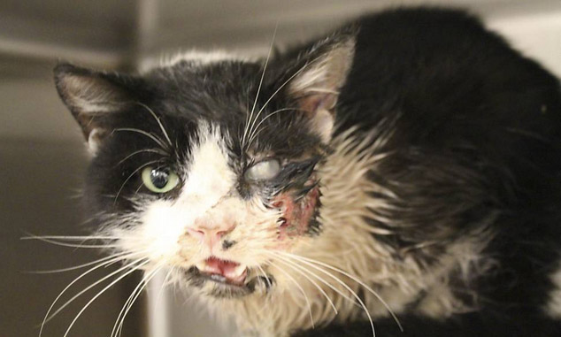  Gato dado como morto sai da cova e volta para casa