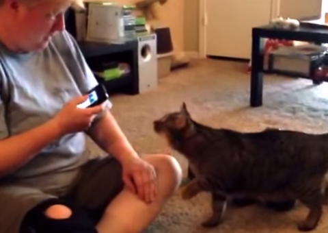  Dona tenta conversar com gato através de tradutor de miados e animal fica ofendido