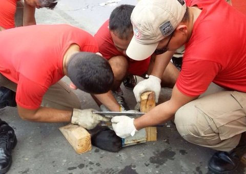 Bombeiros resgatam gatinho em apuros. Veja vídeo