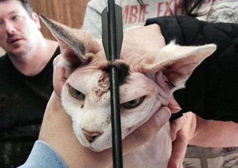 Gato sobrevive à flechada no meio da testa  