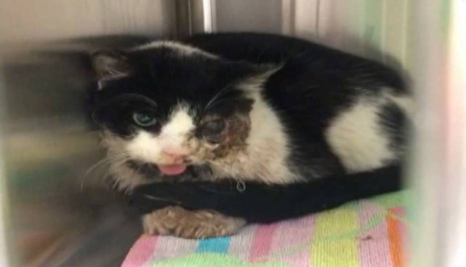 Gato zumbi levanta do túmulo cinco dias depois de ser enterrado