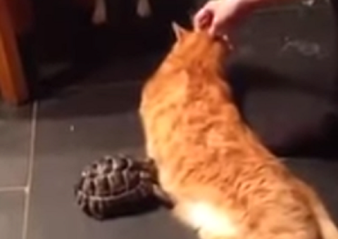 Tartaruga não deixa gato em paz e vira hit na web