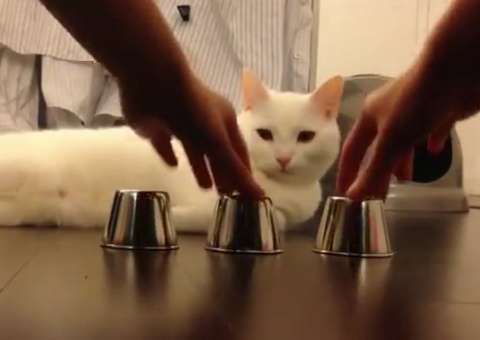 Gatinho vira hit na web, após brincadeira de adivinhação com o dono