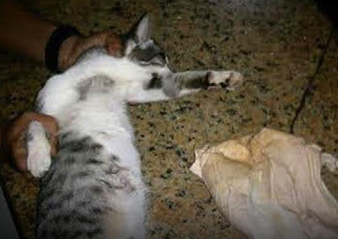 Gato é preso entrando em presídio com celulares, chips e carregadores