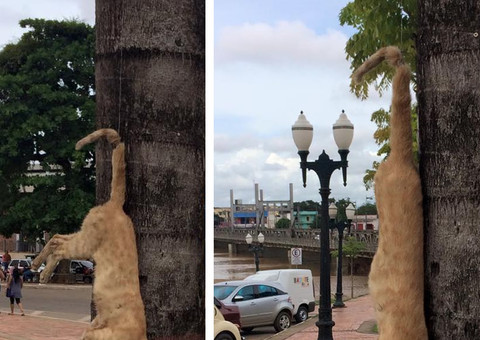 Cena de gato morto pendurado em árvore no centro de Rio Branco revolta internautas