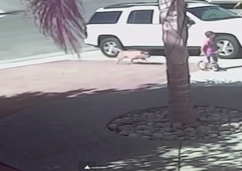 Gato salva criança de ataque de cachorro