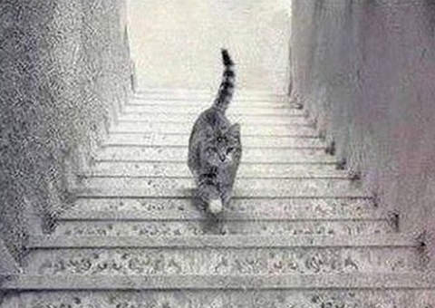 Outro mistério repercute na web: O gato está subindo ou descendo a escada?