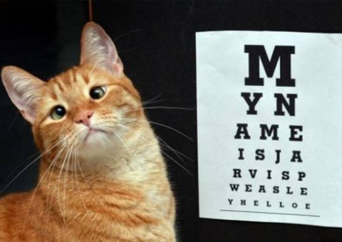 Gato que foi abandonado hoje vive como celebridade