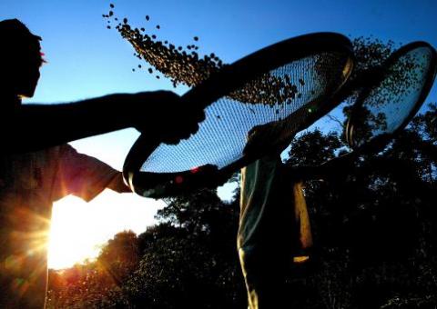 Cafeicultores brasileiros desamparados frente à queda dos preço do café 