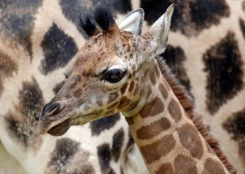 Filhote de girafa em perfeito estado de saúde é sacrificado em zoológico de Copenhague