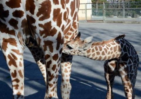 Japão inaugura banco de esperma de animais ameaçados de extinção