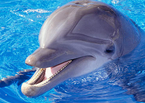 Golfinhos se chamam por nomes próprios