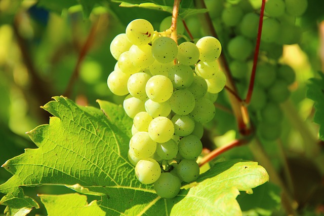 grapes-276070_640.jpg