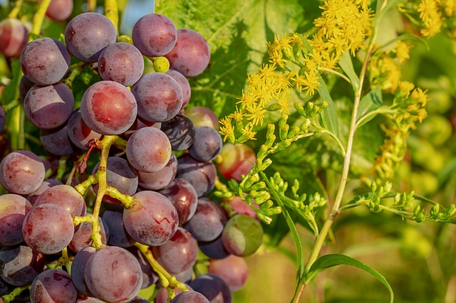 grapes-3555270_640.jpg