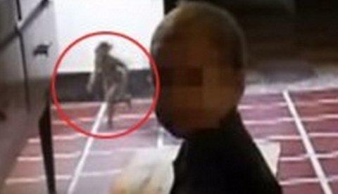  Criatura bizarra aparece em vídeo caseiro e causa medo em família