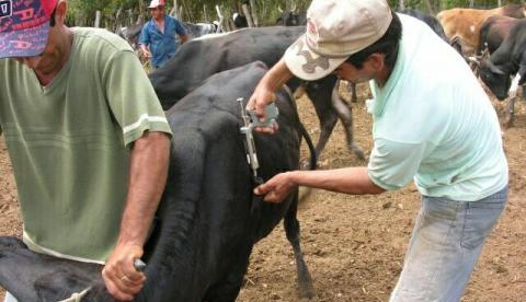 Governo inicia 1ª etapa da vacinação contra Febre Aftosa