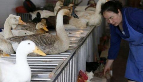 Gripe aviária gera perdas bilionárias para a indústria avícola da China