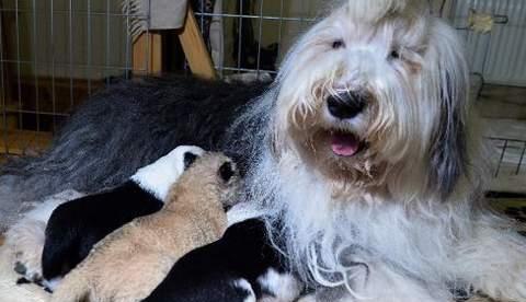 Cadela adota filhote de leão em zoo na Polônia