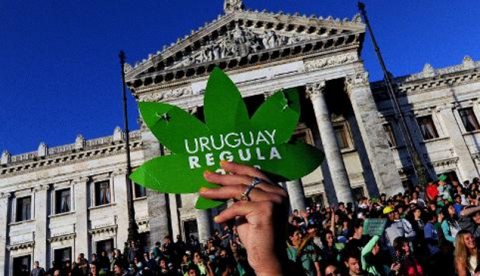 Laboratórios estrangeiros interessados em comprar maconha do Uruguai