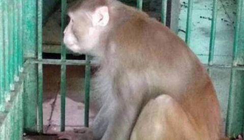 Macaco surta ao ter crise de abstinência, mata uma pessoa e deixa outras 250 feridas