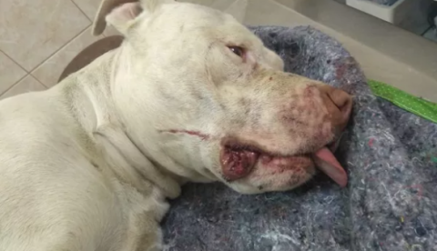 Pitbull tem patas decepadas após ser torturado e amordaçado com arame farpado