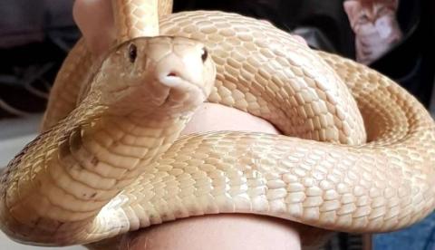 Após buscas, cobra Naja é encontrada próximo de shopping 